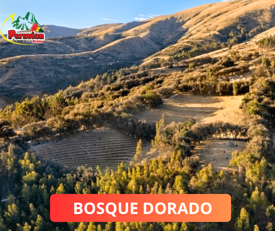 Cochas Bosque Dorado